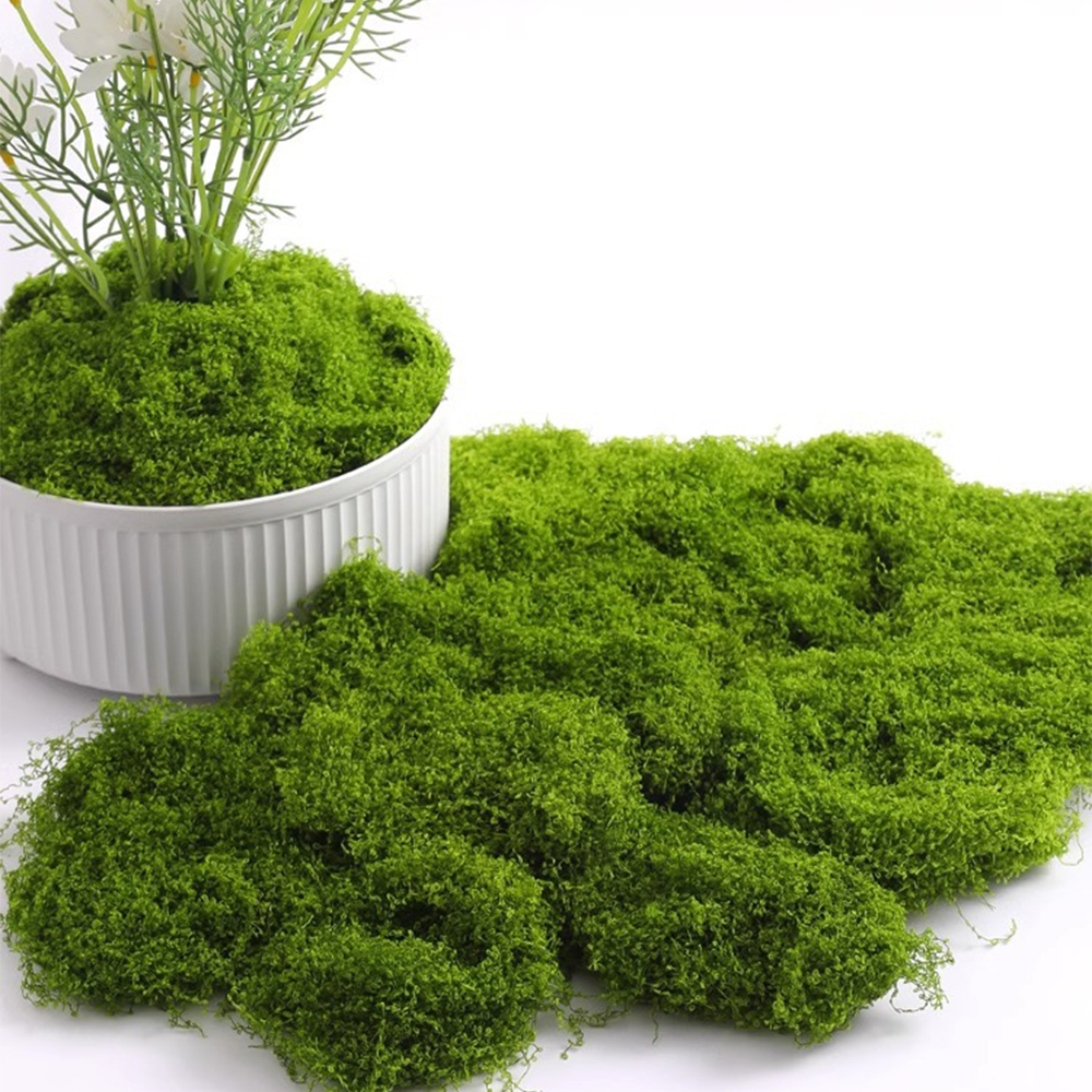 Bonsai Garden Mini - 20/40/100g Eternal Life Moss DIY Crafts