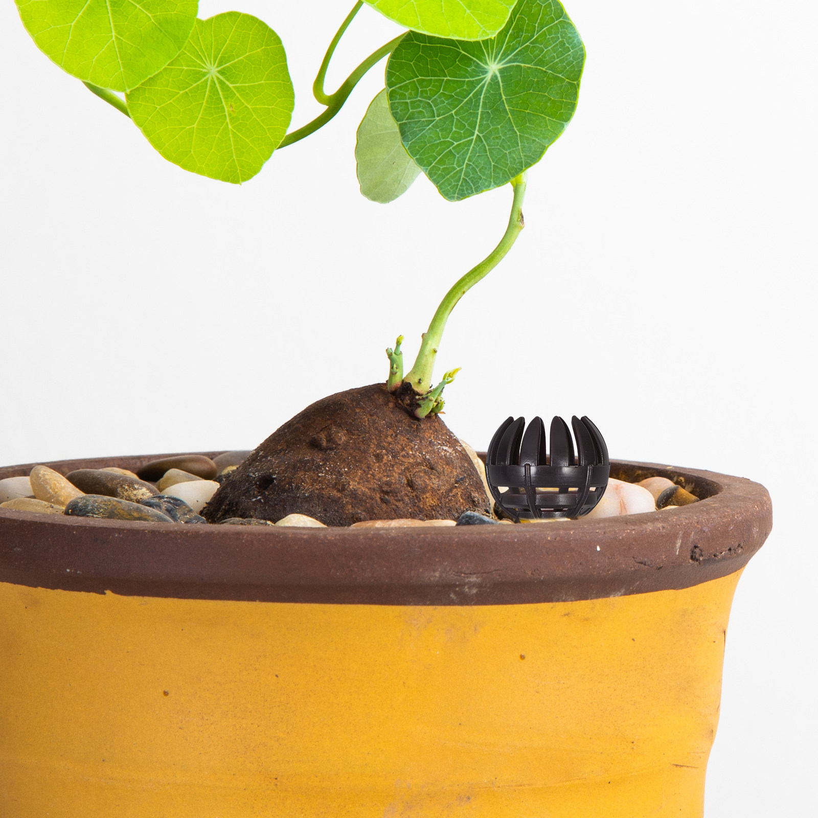 20Pcs ABS Fertilizer Basket fo - Bonsai Garden Plants のレビューと価格