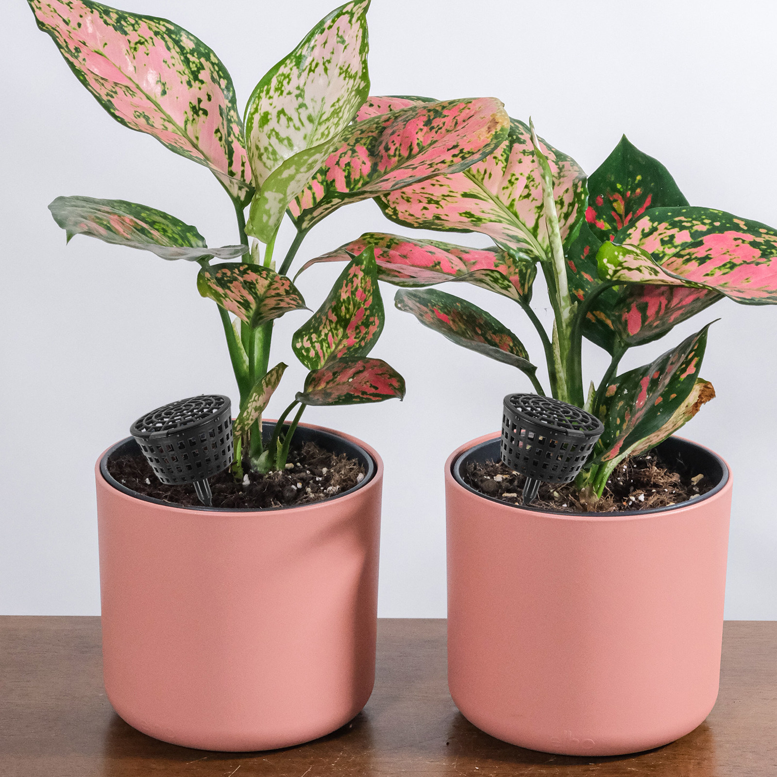 10Pcs Fertilizer Basket Plasti - Bonsai Garden Plants のレビューと価格