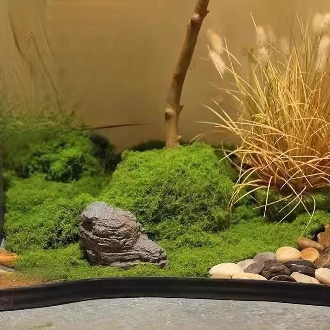 200g Eternal Life Moss DIY Cra - Bonsai Garden Mini のレビューと価格