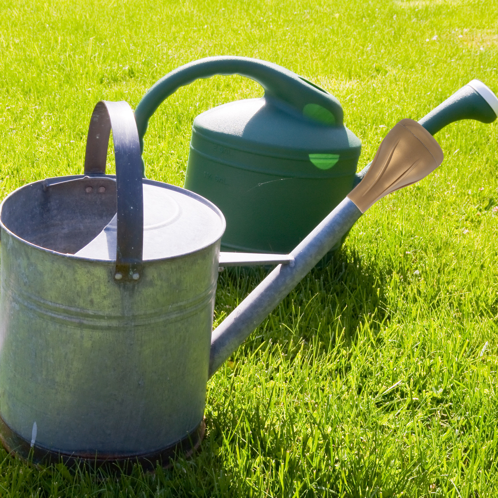 Plastic Water Can Sprinkler Ca - Bonsai Garden Plants のレビューと価格