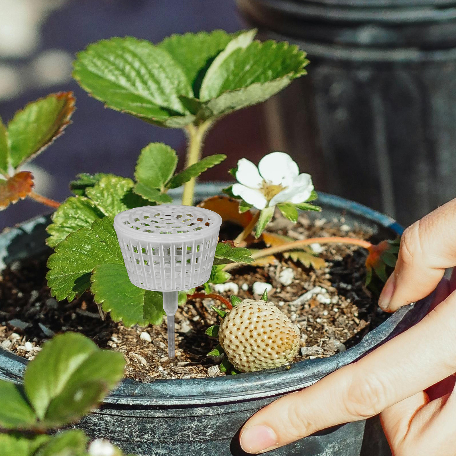 10Pcs Fertilizer Box Plastic L - Bonsai Garden Plants のレビューと価格