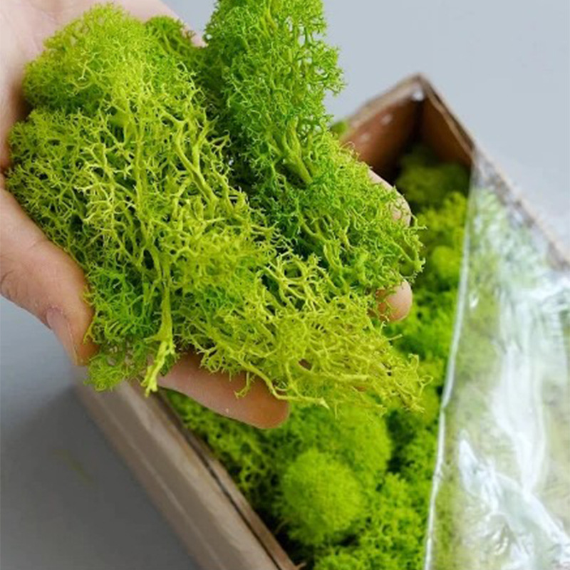 20/40/100g Eternal Life Moss D - Bonsai Garden Mini のレビューと価格
