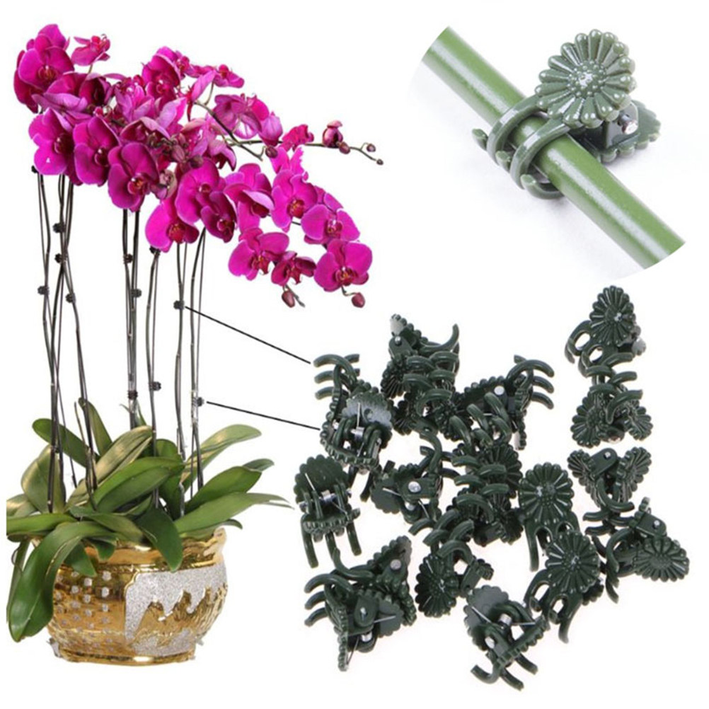 100Pcs Ladybug Shaped Orchid C - Bonsai Garden Plants のレビューと価格