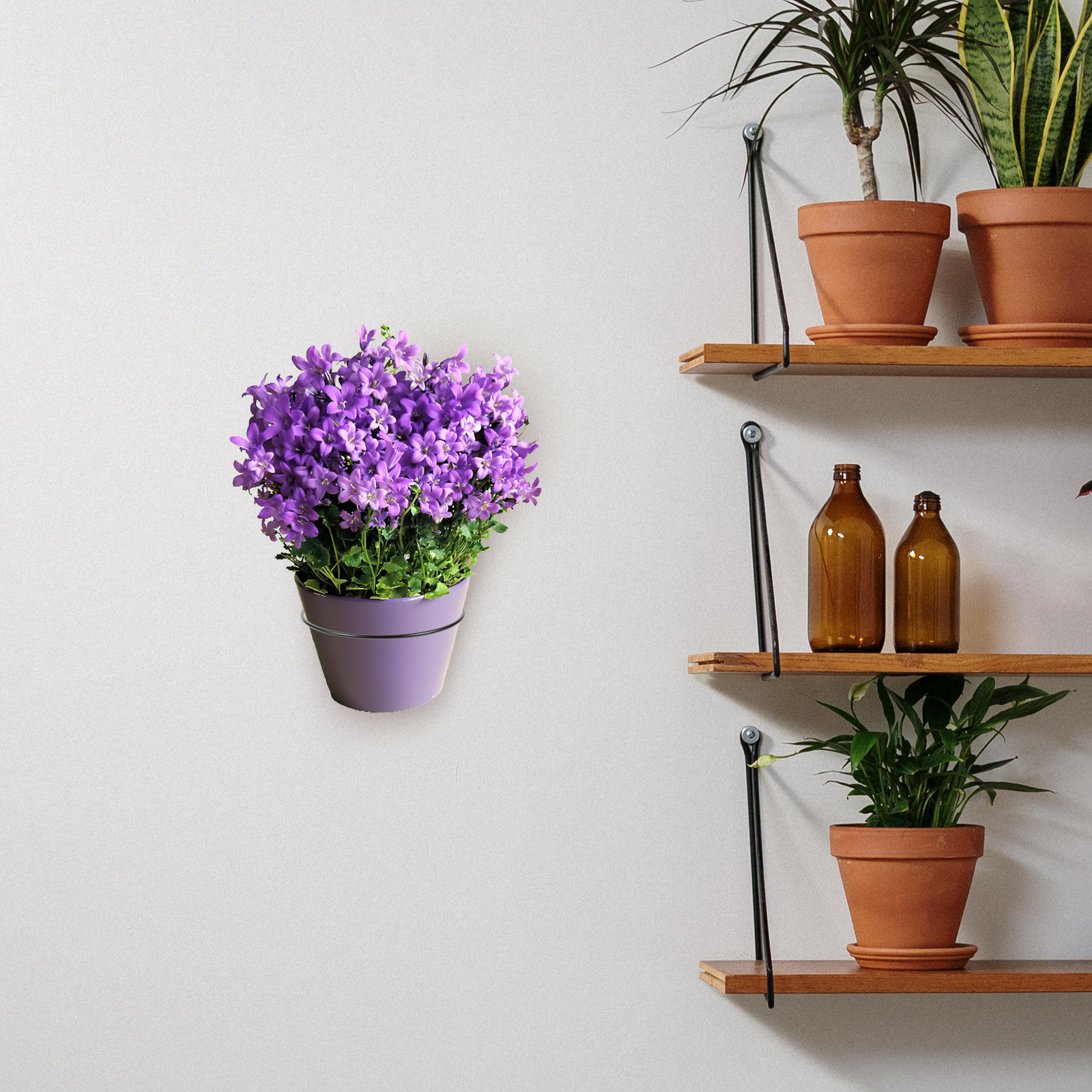 Iron Wall-Mounted Flowerpot Ra - Bonsai Garden Plants のレビューと価格