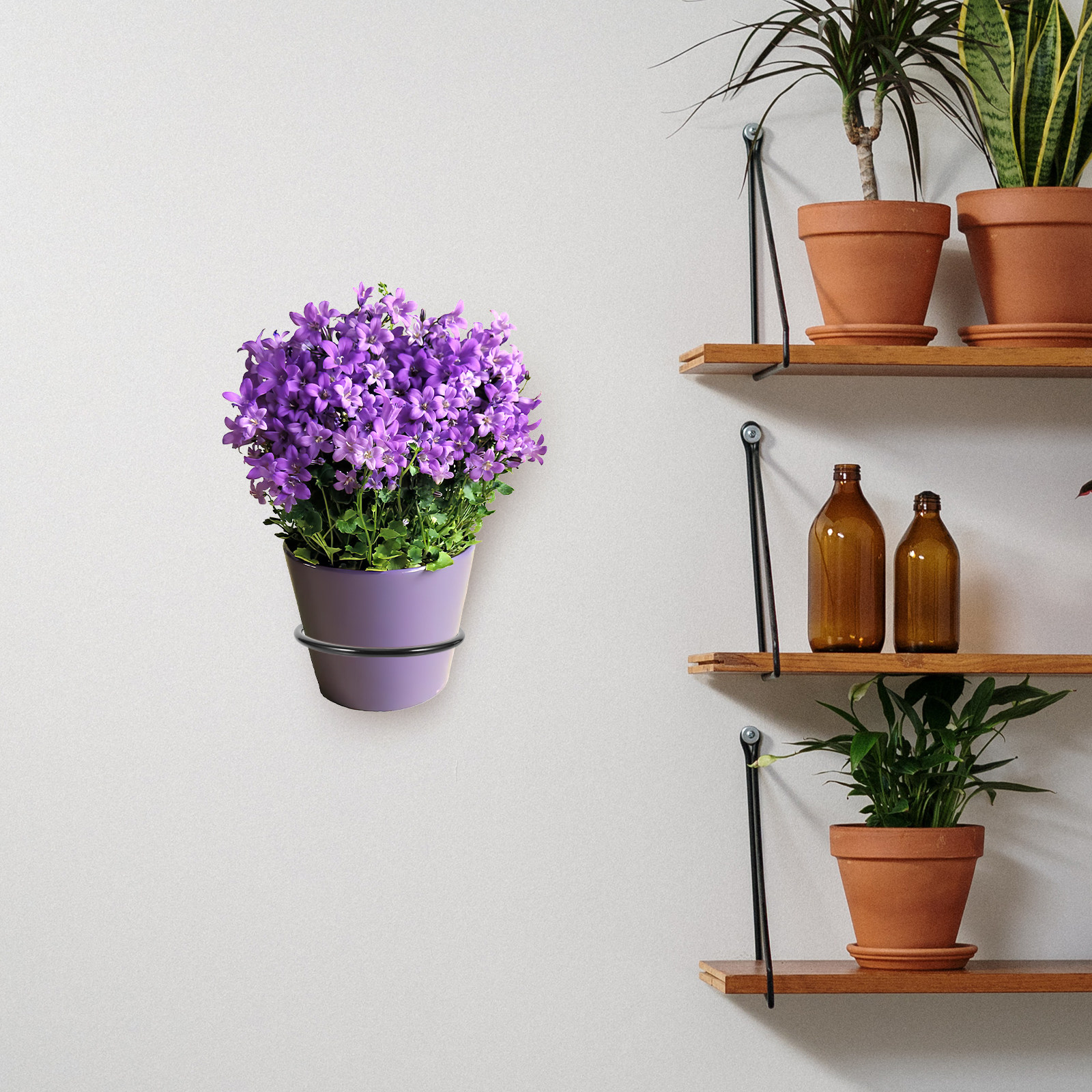 3Pcs Plant Pot Holder Wall Mou - Bonsai Garden Plants のレビューと価格